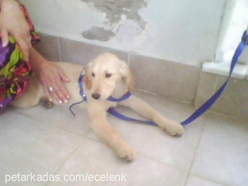 badi Erkek Golden Retriever