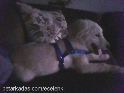 badi Erkek Golden Retriever