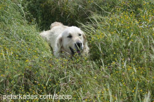 şarap Erkek Golden Retriever