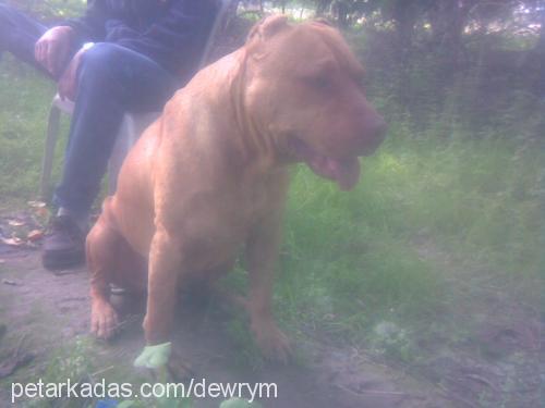 lancy Dişi Amerikan Pitbull Terrier