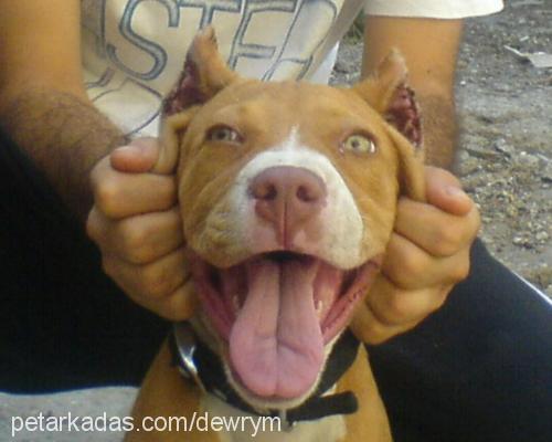 lancy Dişi Amerikan Pitbull Terrier