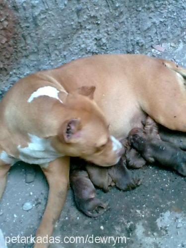 lancy Dişi Amerikan Pitbull Terrier