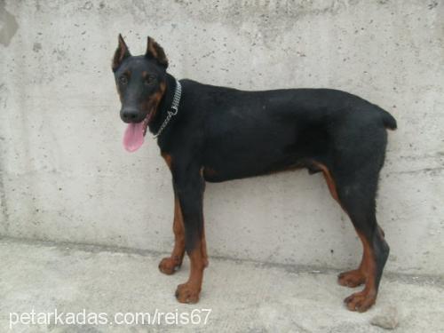 reis Erkek Doberman Pinscher