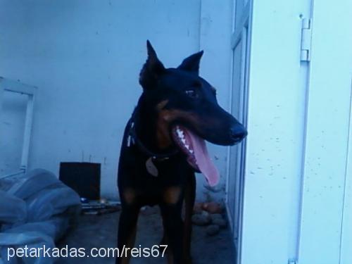 reis Erkek Doberman Pinscher