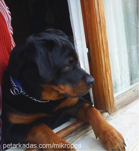 oz Erkek Rottweiler