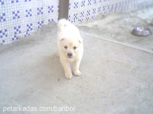 zilli Dişi Samoyed