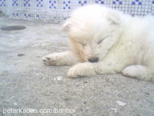 zilli Dişi Samoyed