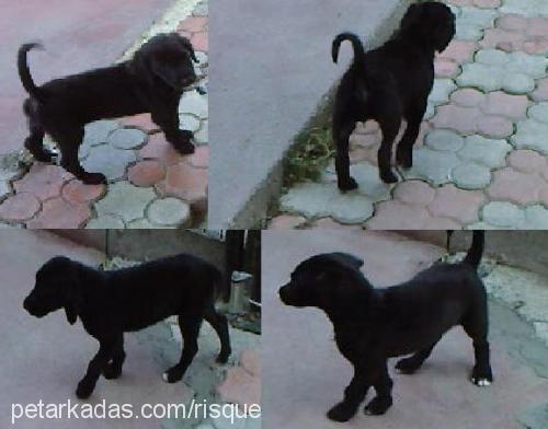 bella Dişi Labrador Retriever