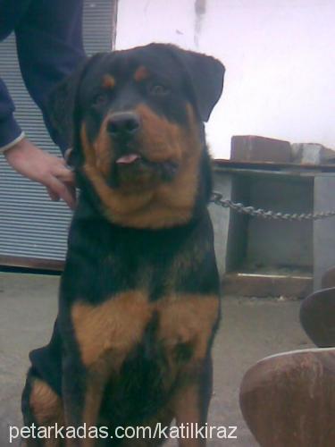 paŞa Erkek Rottweiler