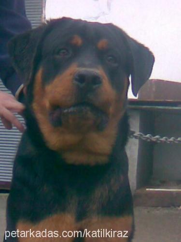 paŞa Erkek Rottweiler