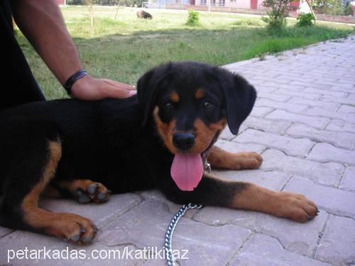 paŞa Erkek Rottweiler