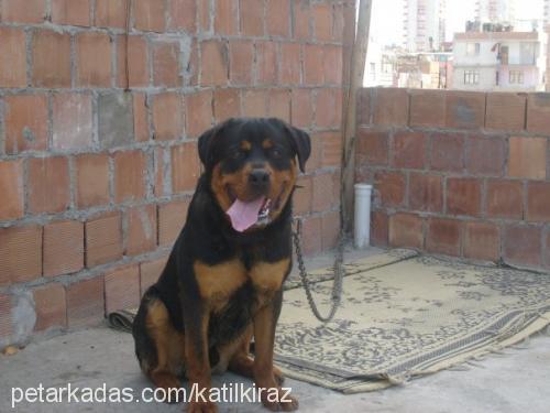 paŞa Erkek Rottweiler