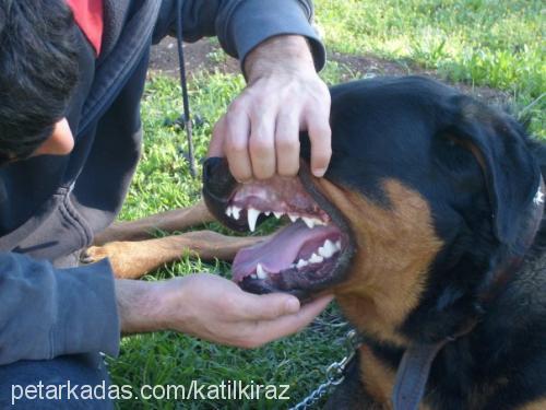 paŞa Erkek Rottweiler