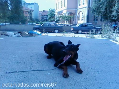 reis Erkek Doberman Pinscher