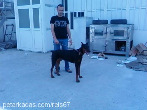 reis Erkek Doberman Pinscher