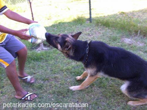 oscar Erkek Alman Çoban Köpeği