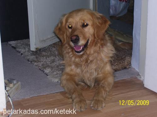 dilber Dişi Golden Retriever