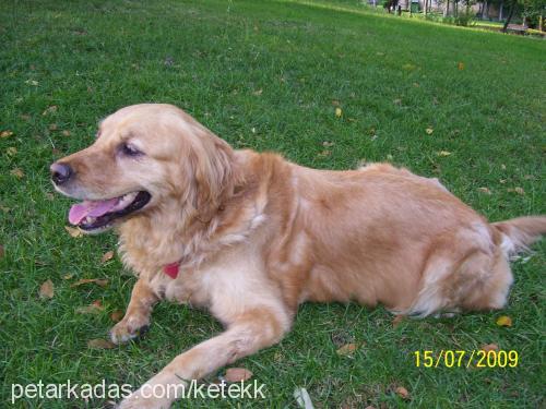 dilber Dişi Golden Retriever