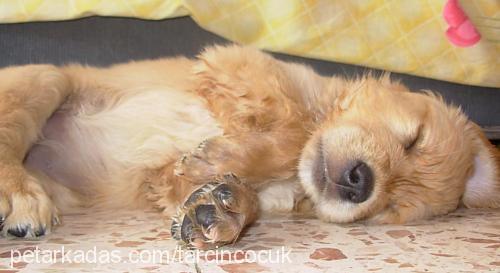 tarçınÇocuk Dişi Golden Retriever