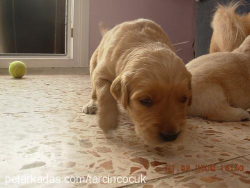 tarçınÇocuk Dişi Golden Retriever