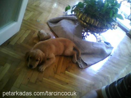 tarçınÇocuk Dişi Golden Retriever