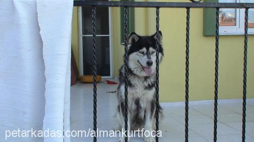 bulut Dişi Alaskan Malamute