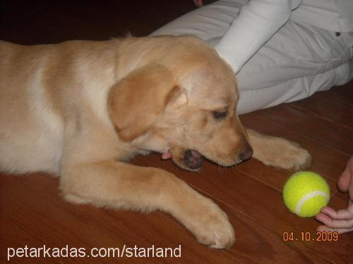 badem Erkek Golden Retriever