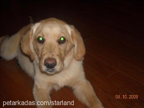 badem Erkek Golden Retriever