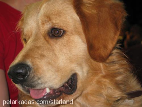 badem Erkek Golden Retriever