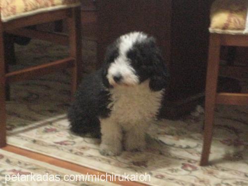 şila Dişi Bedlington Terrier