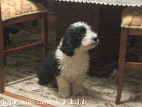 şila Dişi Bedlington Terrier