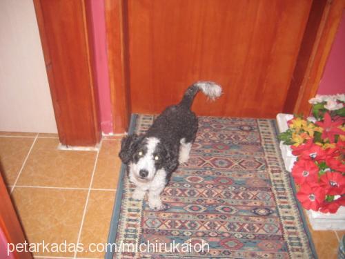 şila Dişi Bedlington Terrier