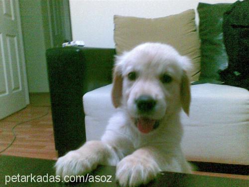 bambam Erkek Golden Retriever