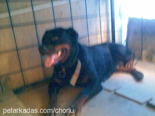 roksiy Dişi Rottweiler