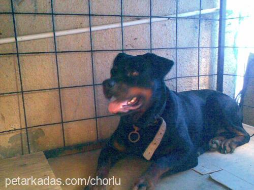 roksiy Dişi Rottweiler