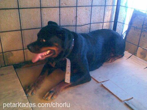 roksiy Dişi Rottweiler