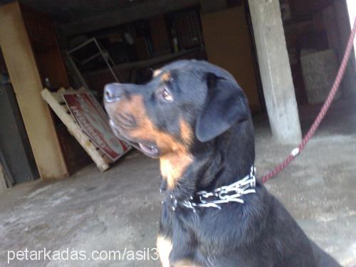 asİl Erkek Rottweiler