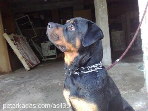 asİl Erkek Rottweiler