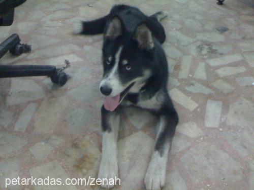 zenah Dişi Sibirya Kurdu (Husky)