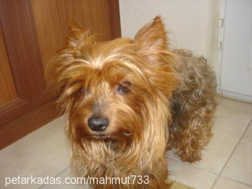 tarçın Erkek Yorkshire Terrier