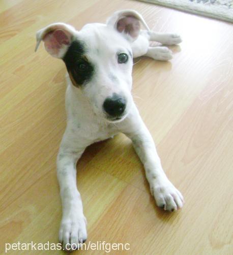 mika Dişi Jack Russell Terrier