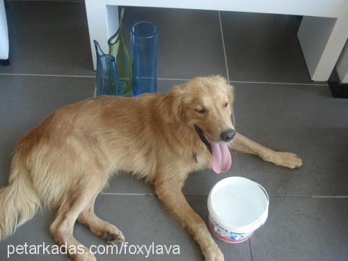 bilinmiyor Erkek Golden Retriever