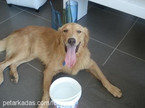 bilinmiyor Erkek Golden Retriever