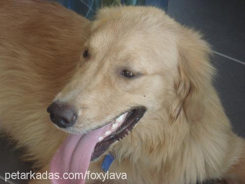 bilinmiyor Erkek Golden Retriever