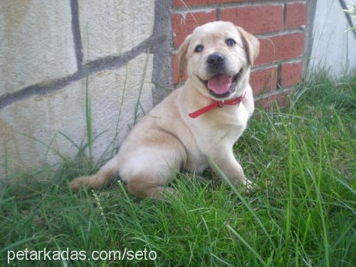 mişa Dişi Labrador Retriever