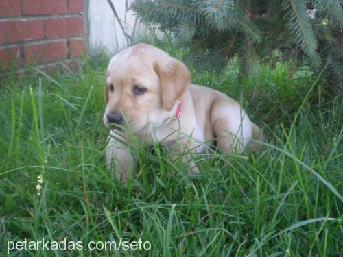 mişa Dişi Labrador Retriever