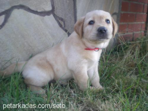 mişa Dişi Labrador Retriever