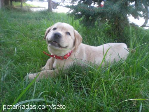 mişa Dişi Labrador Retriever