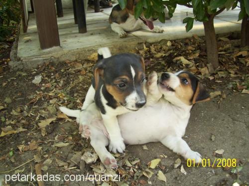 yavruşlar Erkek Jack Russell Terrier