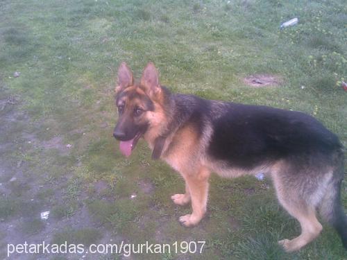 dost Erkek Alman Çoban Köpeği